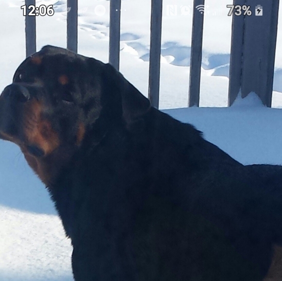 Meet your Posher, Catrini - Picture 1 of 1